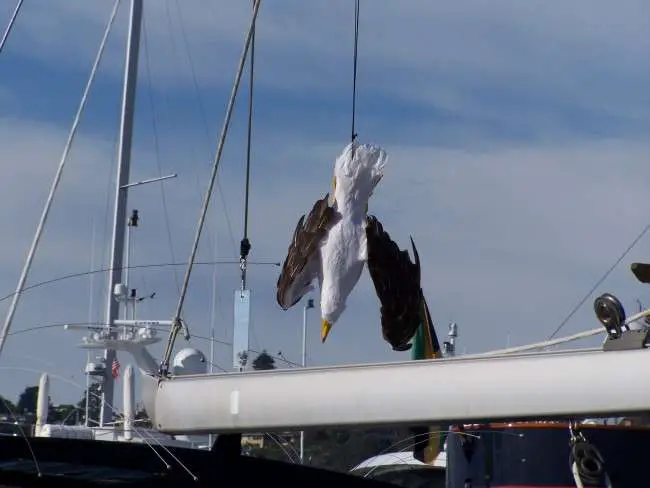 Dead Seagull Bird Deterrent Decoy
