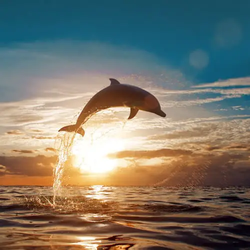 Dolphin Cruise Charleston Sc