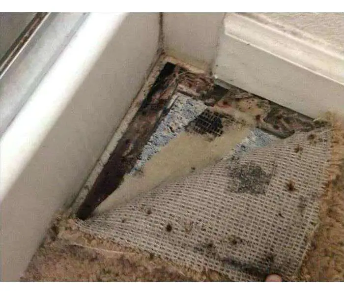 How To Get Mold Out From Carpet