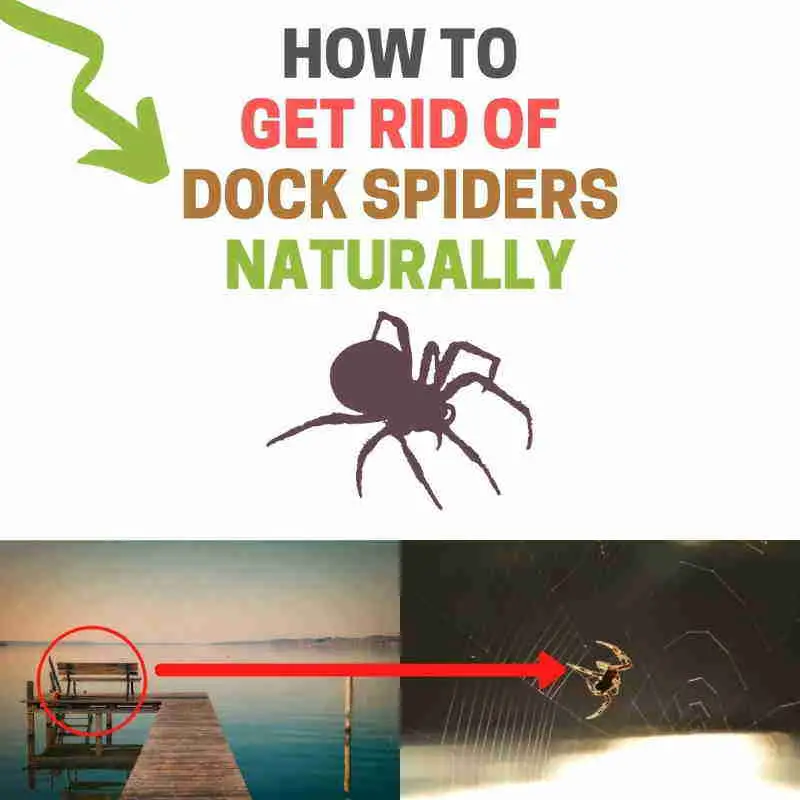 How to Get Rid of Dock Spiders Naturally (Save Your Boat ...