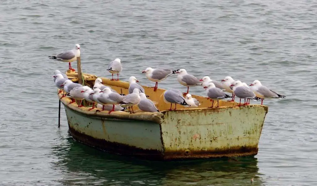 How to Keep Birds off Your Boat
