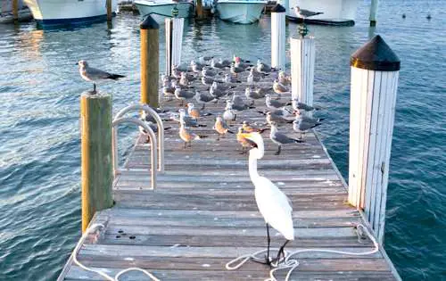 Keep birds off your docks and swim platforms