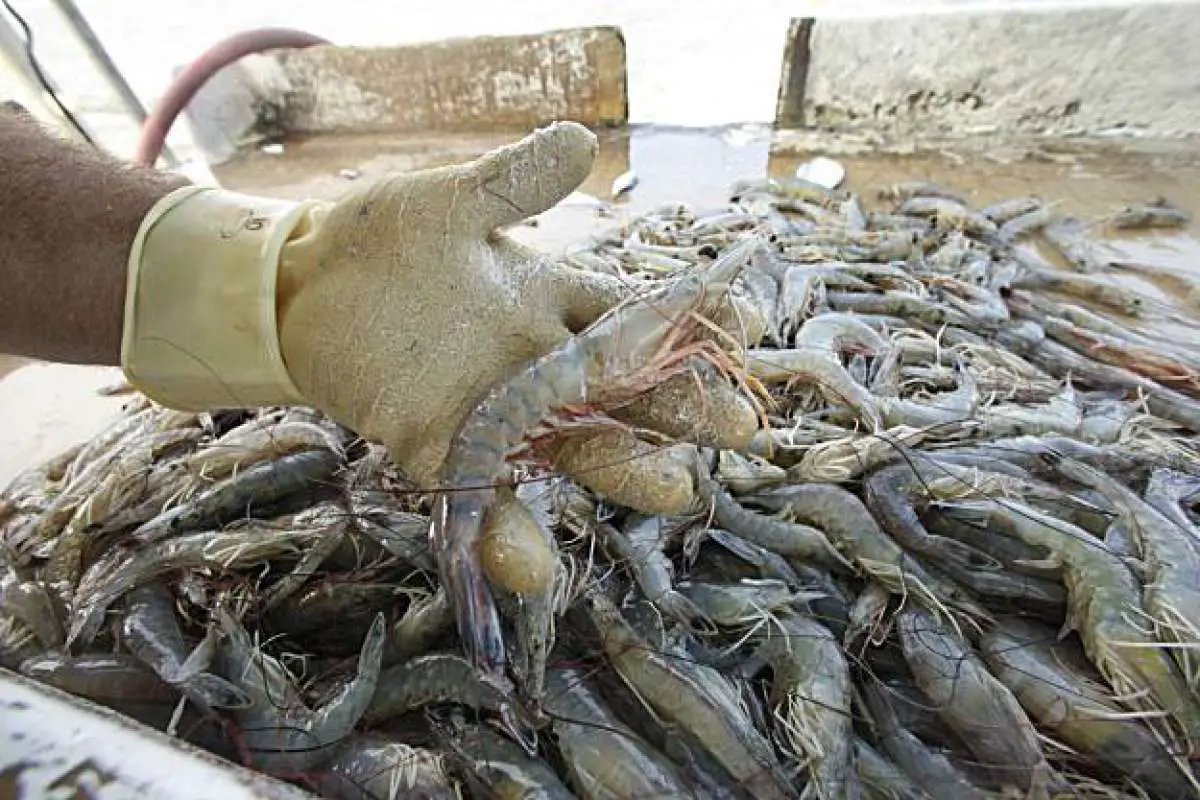Louisiana shrimping season reopens after spill