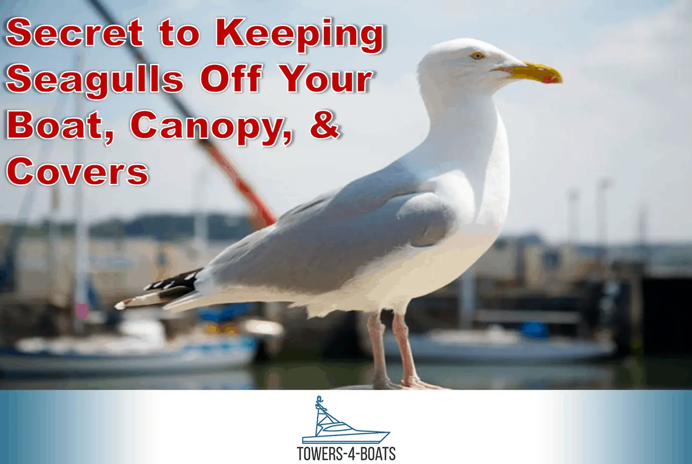Secret to Keeping Seagulls Off Your Boat, Canopy, &  Covers ...