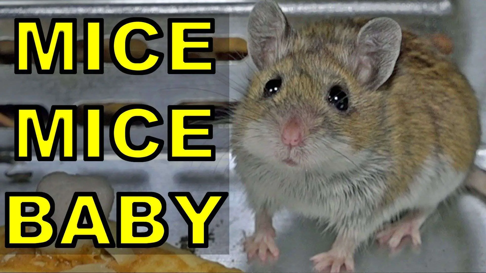 ð? How NOT to Keep Mice Out of an RV ð?